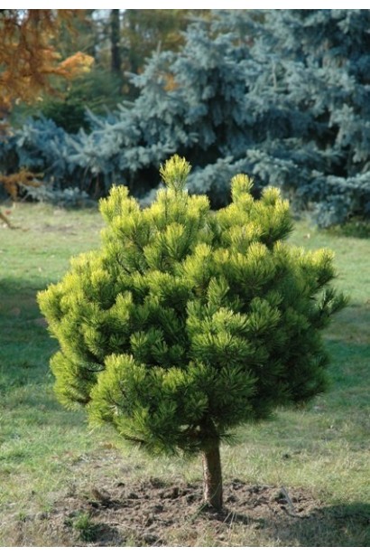 Сосна гірська Офір на штамбі посадка